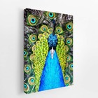 Pavão Animais Ave Arte Colorido Quadro Canvas 60x40cm