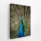 Pavão Azul Animais Fotografia Quadro Canvas 120x80cm