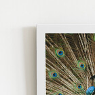 Pavão Azul Animais Fotografia Quadro Moldura Branca 60x40cm