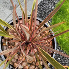 Pedra De Jardim Seixo De Rio Marrom Mato Grosso 2kg Tamanho M