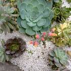 Pedra Decorativa Brita Branca Pequena (800g) Vitaplan