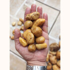 Pedra Seixo Natural Creme 30kg Tamanho M Ecológico Decoração