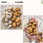 Pedra Seixo Natural Creme 30kg Tamanho M Ecológico Decoração