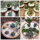 Pedrinha Branca De Jardim 10kg Tamanho Nº 1 Mini Pedrisco Cas