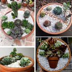 Pedrinha Branca Saco 28,5kg Para Suculentas E Cactos Tamanho