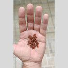 Pedrinha De Jardim Vermelha 5kg Tamanho Nº 1 Mini Pedrisco Ve