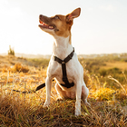 Peitoral para Cachorro M Poliéster Cachorreiros