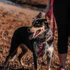 Peitoral para Cachorro M Poliéster Cachorreiros