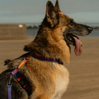 Peitoral para Cachorro P Poliéster Cachorreiros
