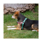 Peitoral Triple Step Verde E Rosa - Mimo G