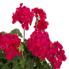 Pelargonium Cuia 32 Variado