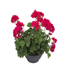 Pelargonium Cuia 32 Variado