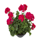 Pelargonium Cuia 32 Variado