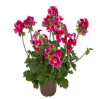 Pelargonium Pote 13