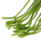 Pendente Pinho Agulha X15 100x10cm Verde Grillo