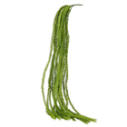 Pendente Pinho Agulha X15 100x10cm Verde Grillo