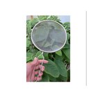 Peneira Media Em Aço Inox 21cm Mimo Style 5664 - Ap21