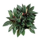 PEPEROMIA CAPERATA C18