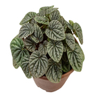 Peperômia Caperata Cuia 21