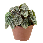 Peperômia Caperata Cuia 21