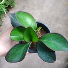 Peperomia Magnoliifolia 'rubra' Rubra Pt10