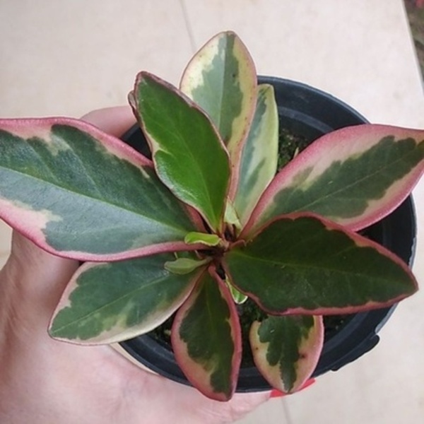 Peperomia Magnoliifolia 'tricolor' Pt10