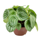 Peperomia Melancia C13