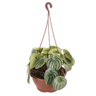 Peperômia Melância Cuia 21