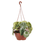 Peperômia Melância Cuia 21