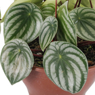 Peperômia Melância Cuia 21