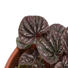 Peperomia Mini Cuia 13 Variado