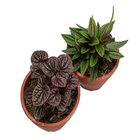 Peperomia Mini Cuia 13 Variado