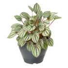 Peperomia Mini Melancia C13
