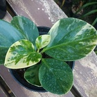 Peperomia Obtusifolia Variedades Batik Pt10
