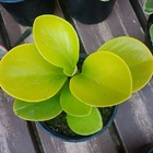 Peperomia Obtusifolia Variedades Limão Pt10