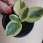 Peperomia Obtusifolia Variedades Variegata Pt10