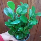 Peperomia Obtusifolia Variedades Verde Mini Pt10