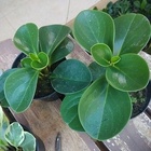 Peperomia Obtusifolia Variedades Verdept10