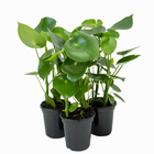 Peperomia Polybotrya Raindrop P14