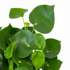 Peperomia Polybotrya Raindrop P14