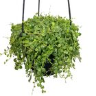 PEPEROMIA PROSTATA C18