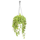 Peperômia Scandens Cuia 21