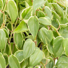 Peperômia Scandens Cuia 21