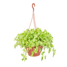 Peperômia Scandens Cuia 32