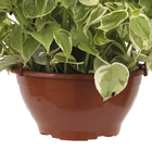 Peperômia Scandens SP Cuia 21 Planta Natural