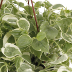 Peperômia Scandens SP Cuia 21 Planta Natural