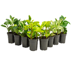 Peperomia Variado P13