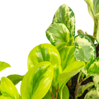 Peperomia Variado P13