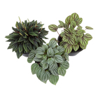 Peperomia Variado P13