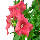 Petúnia Multiflor Cuia 21